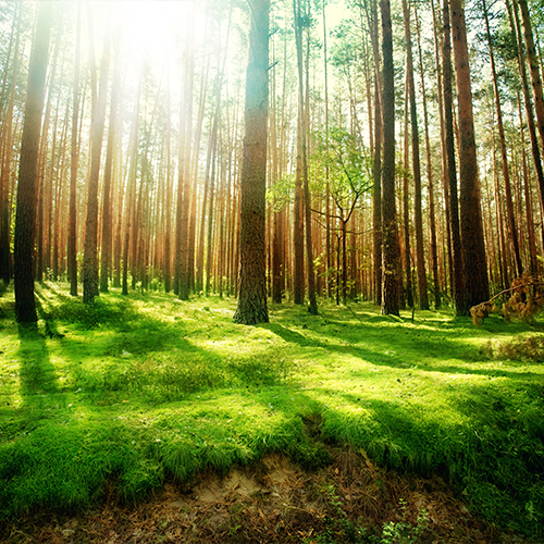 Outdoors & Environment